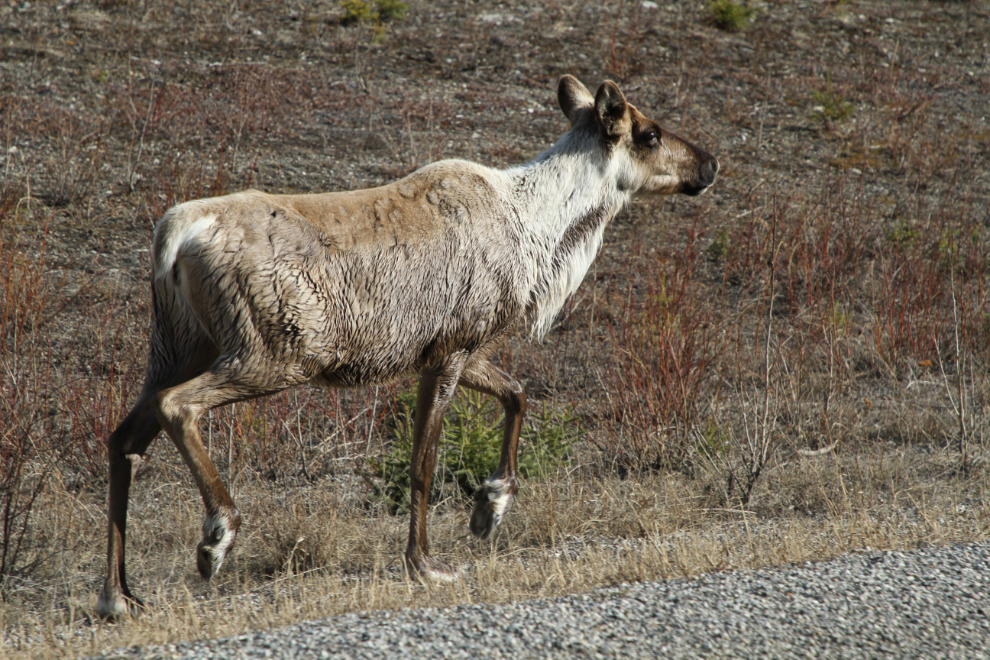 Caribou beside the Alaska Highway