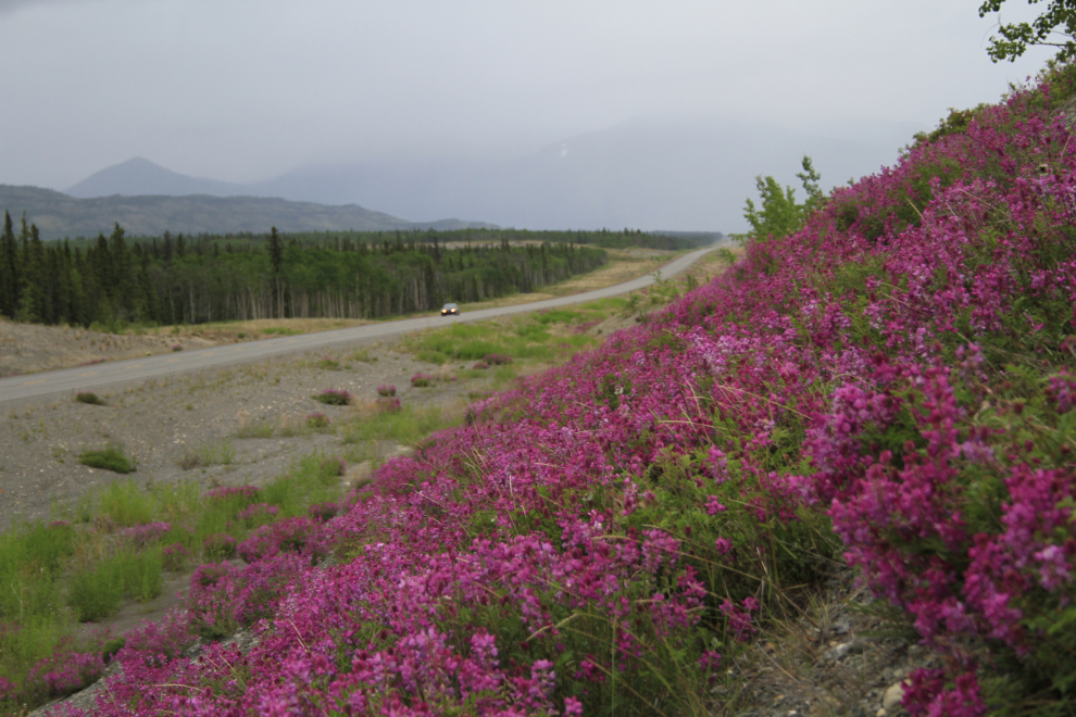 Flowers along the Alaska Highway