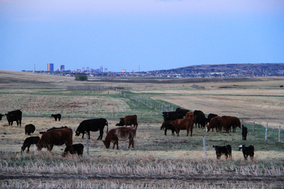 Cattle and the lights of Calgary, Alberta