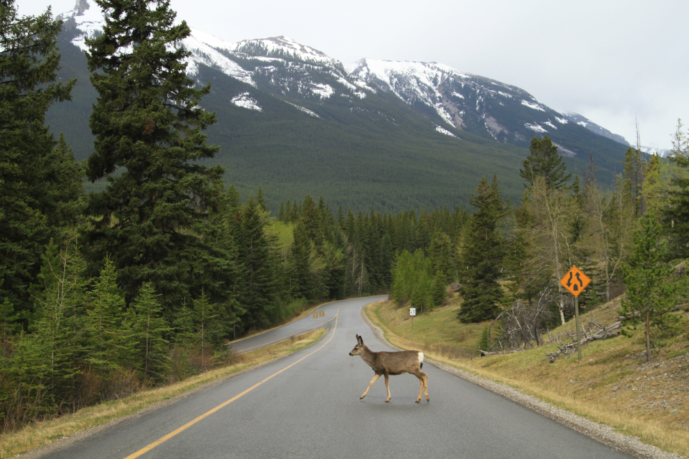 Deer crossing the Bow Valley Parkway in Alberta