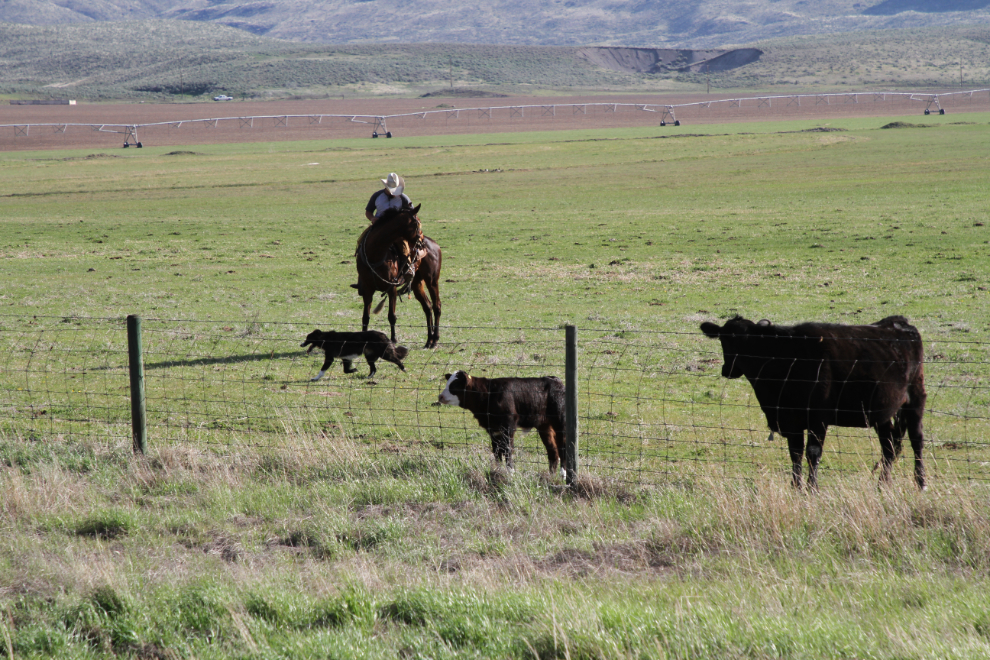 4 cowboys and 2 dogs herding about 250 cows and new calves south of Cache Creek, BC