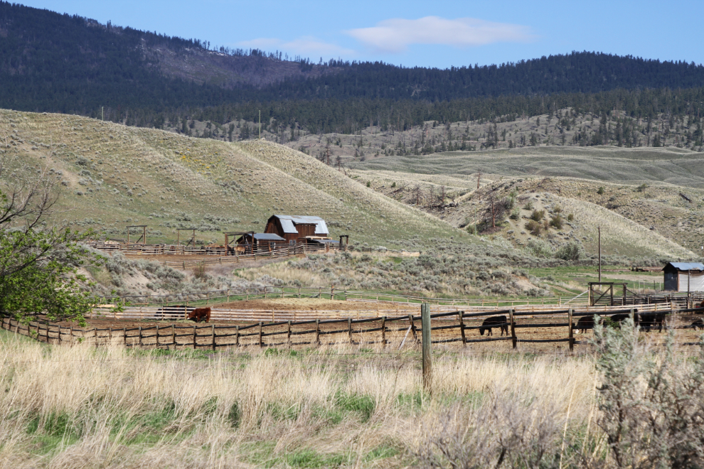 A cattle ranch south of Cache Creek, BC