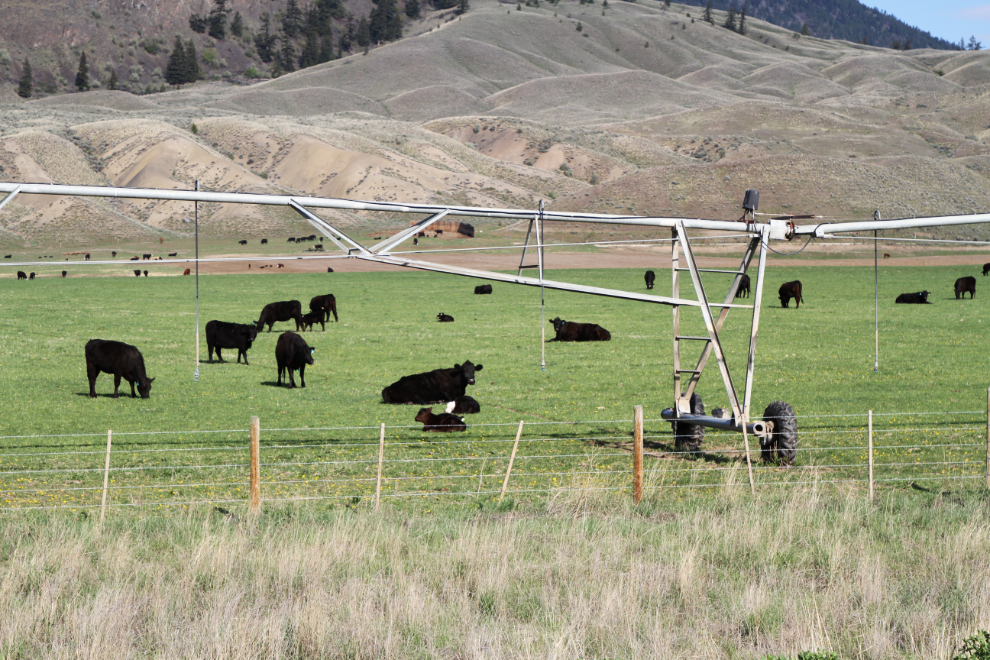 Cows and new calves south of Cache Creek, BC