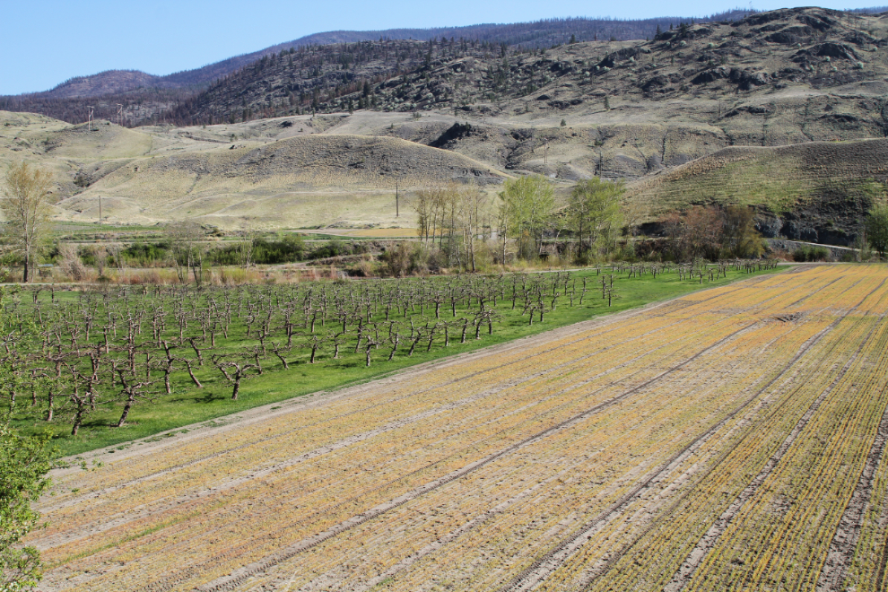 A productive farm, dry hills, and burnt mountaintops north of Cache Creek.