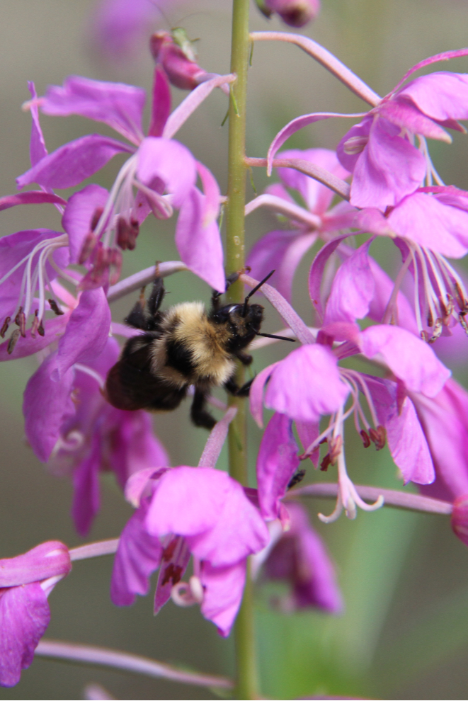 A bumblebee in fireweed at Fort Selkirk, Yukon