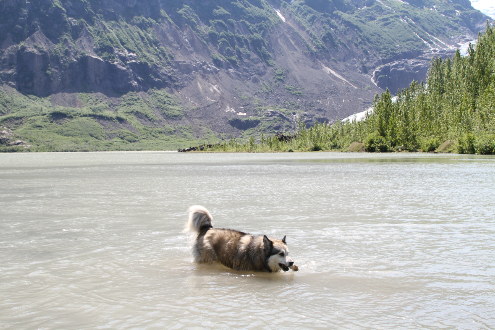 Shelty/husky cross Bella swimming in glacial Strohn Lake