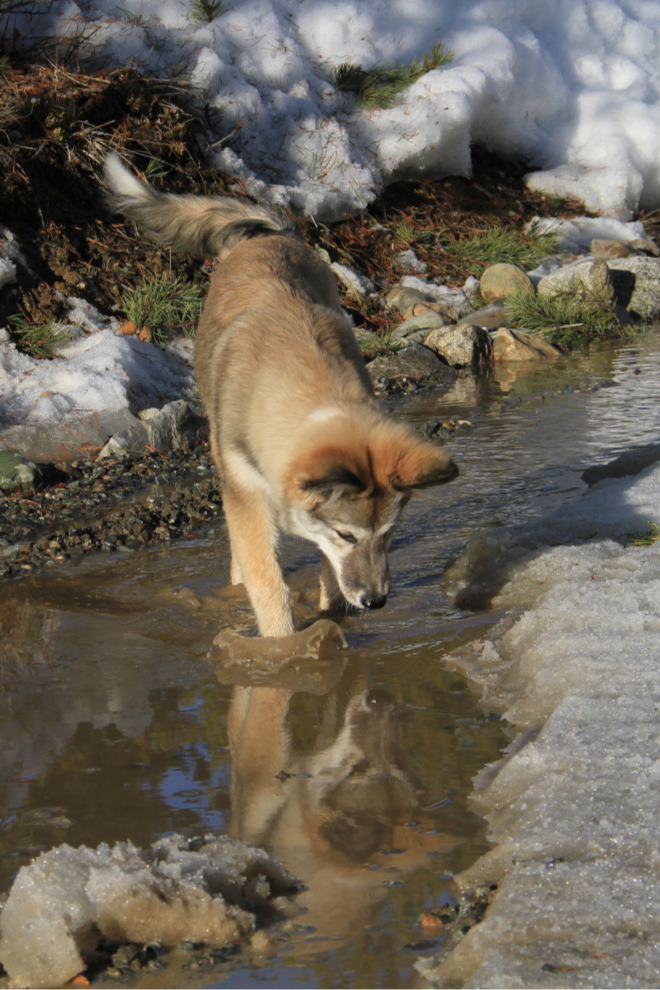 Husky puppy Bella discovers her first puddle