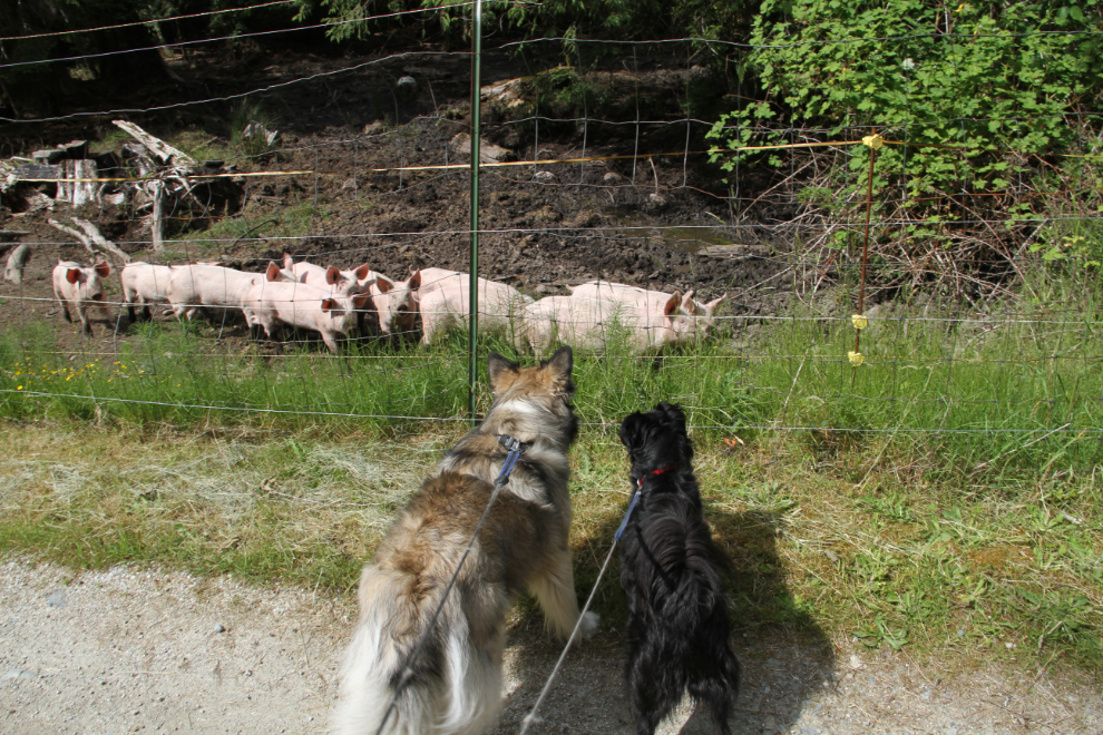My dogs Bella and Tucker with pigs