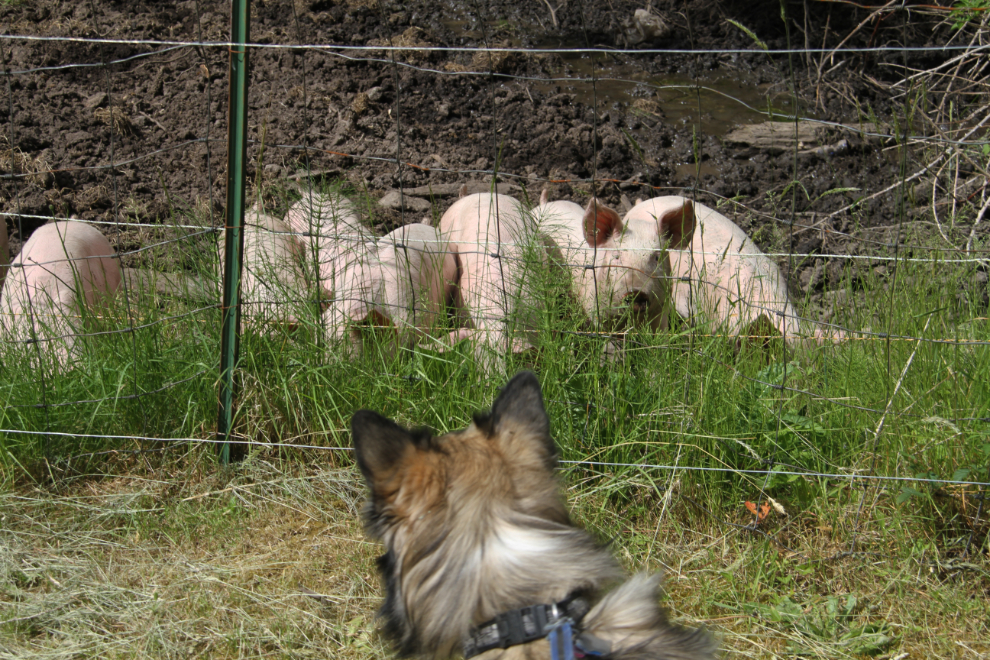 My dog Bella with pigs