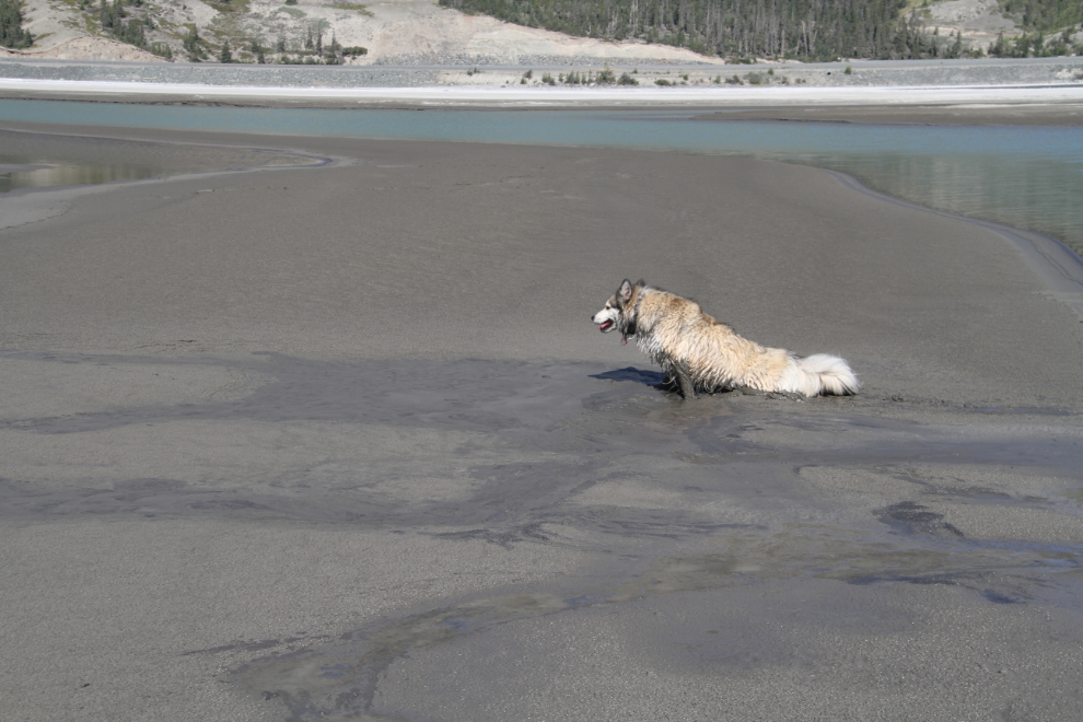 My dog in the Slims River mud!