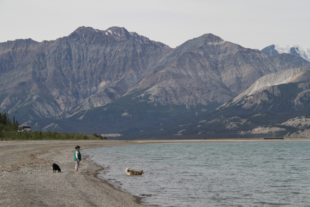 Playing with the dogs on the beach at Kluane Lake