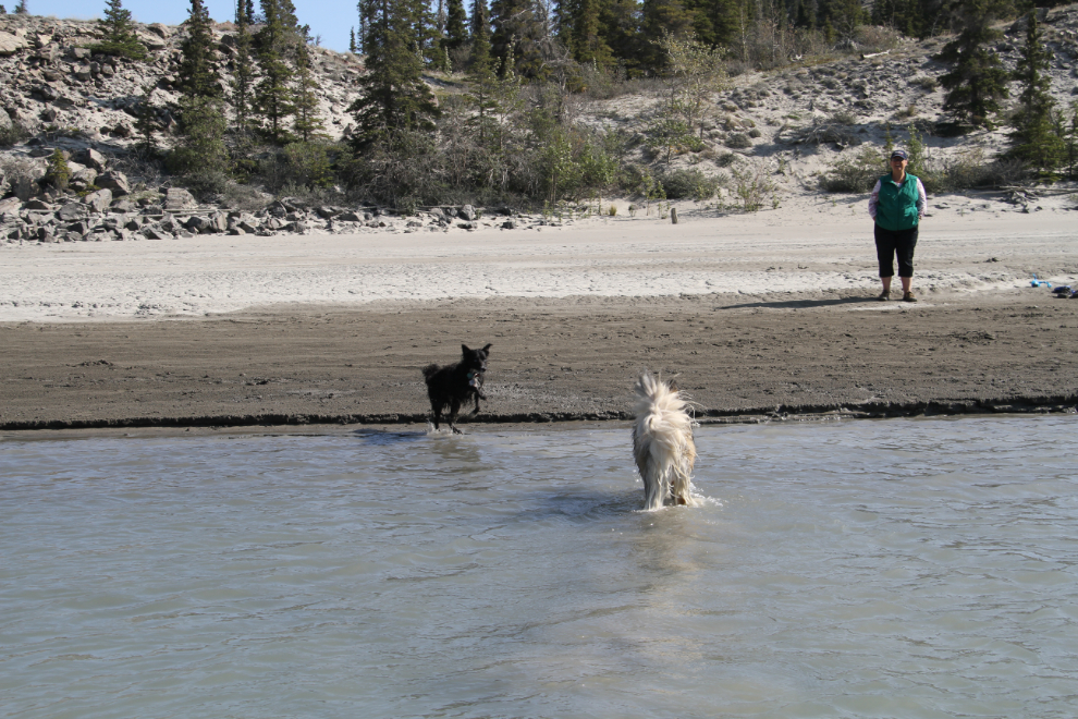 Our dogs Bella and Tucker playing in the water on the Slims River flats