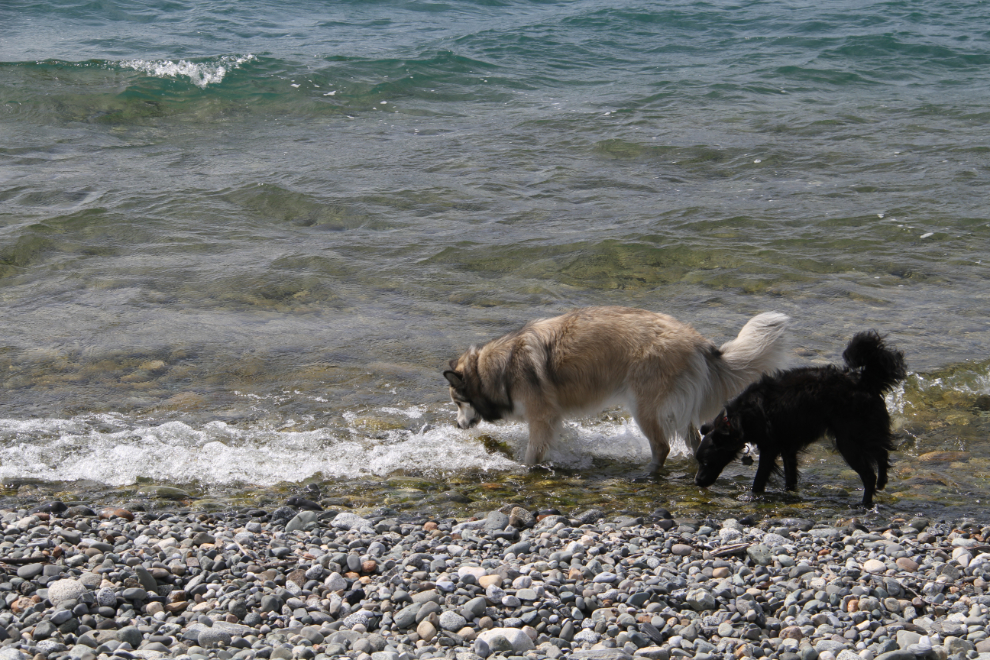 Dogs drinking from Kluane Lake, Yukon