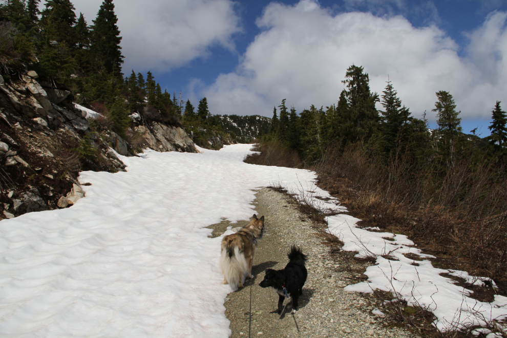 Stopped by snow on the Clayton Creek road at Bella Coola