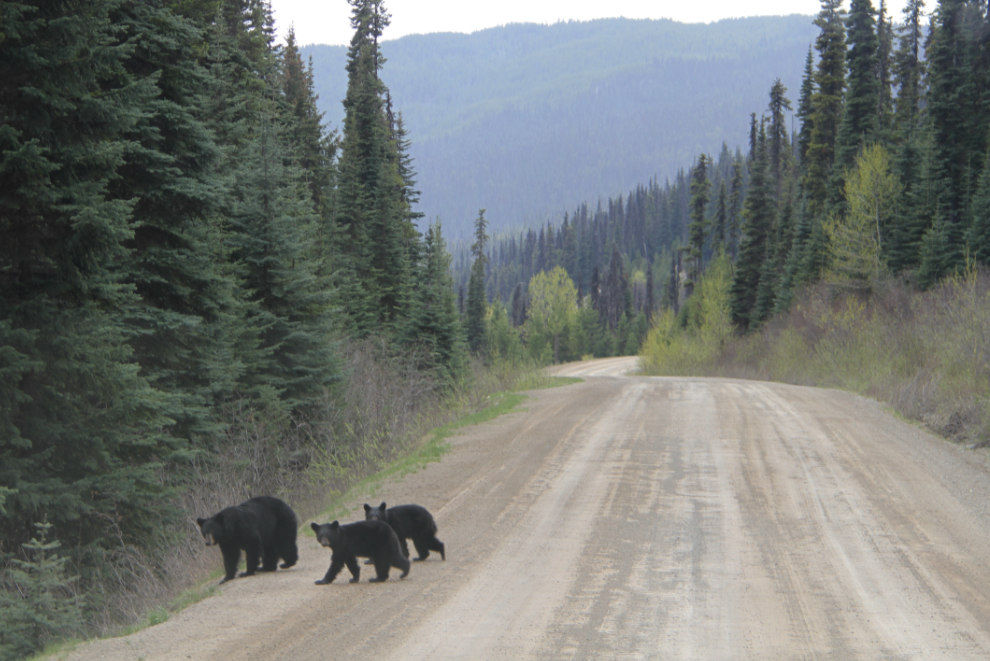 A black bear with twins on BC Highway 20