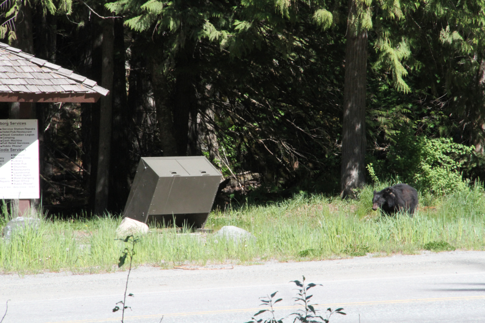 Bear beside garbage bins along BC Highway 20