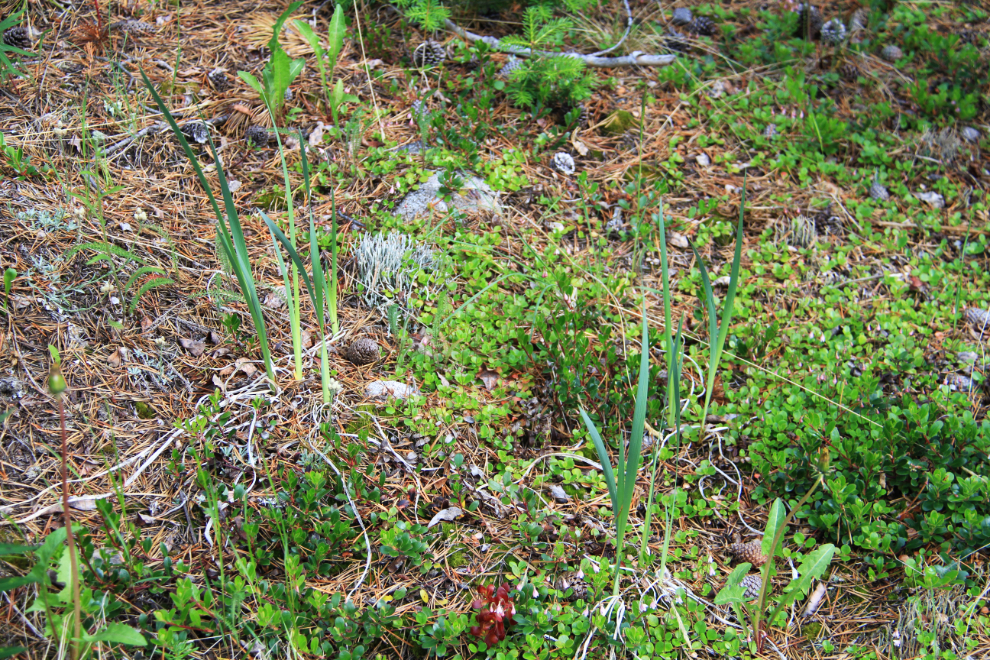 Wild irises near Bennett, BC