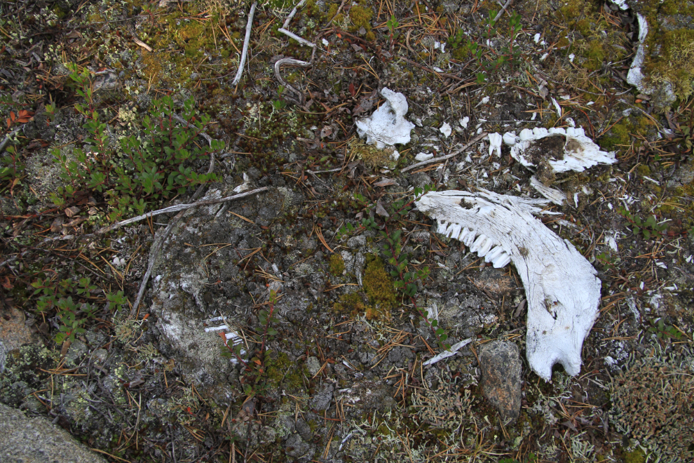A historic cattle slaughter site near Bennett, British Columbia