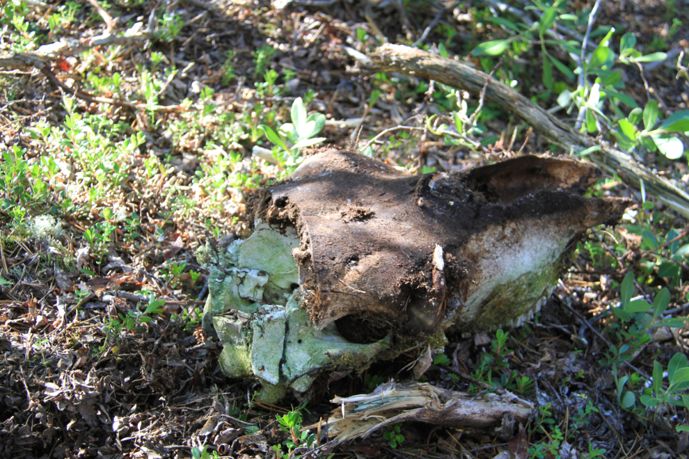Cow skull with a bullet hole in it, near Bennett, BC