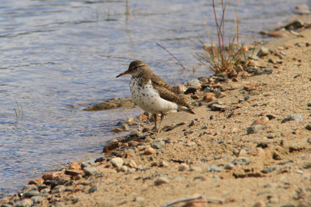 Spotted sandpiper at Bennett, BC