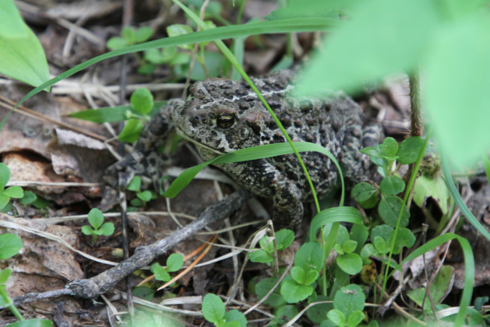A Boreal/Western Toad on the trail to Bergeron Falls - Tumbler Ridge Geopark
