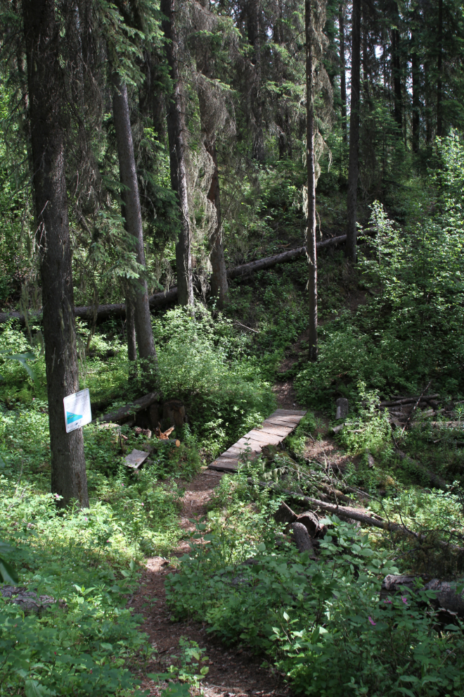 The trail to Bergeron Falls - Tumbler Ridge Geopark