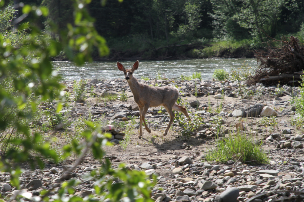 A young mule deer along the trail to Bergeron Falls - Tumbler Ridge Geopark