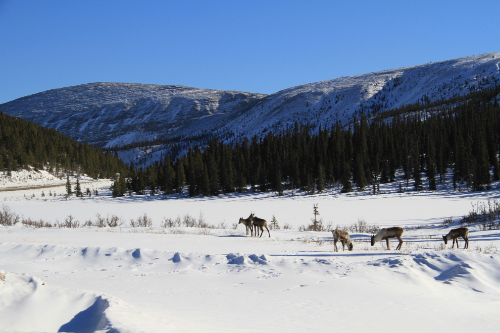 Caribou along the Alaska Highway in BC