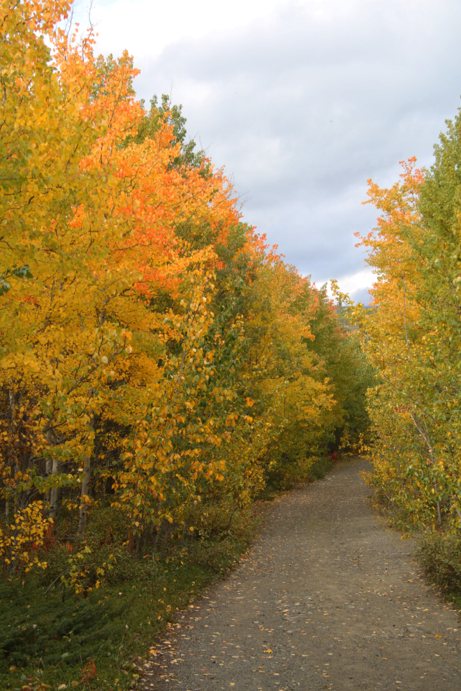 Fall colours along the road into Conrad, Yukon