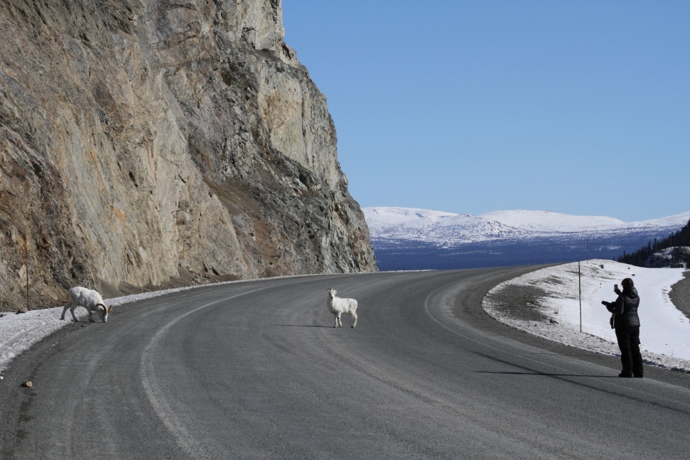 Dall sheep on the Alaska Highway at Sheep Mountain, Yukon