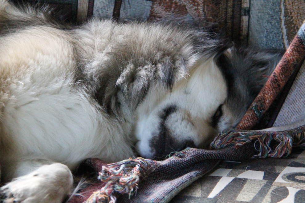 My Shelty-husky cross Bella asleep in the RV
