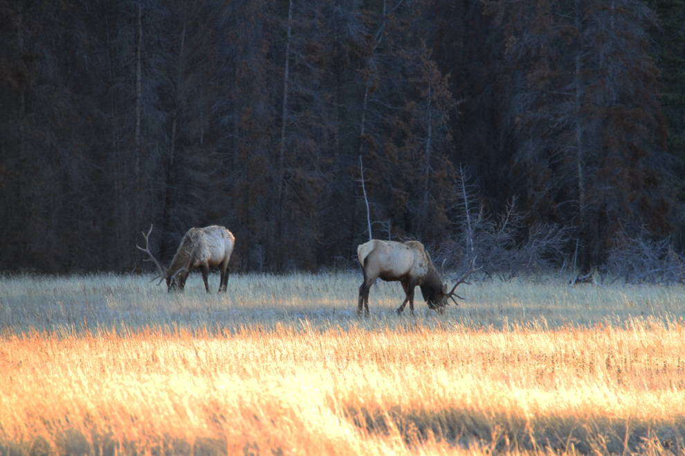 Bull elk near Jasper, Alberta