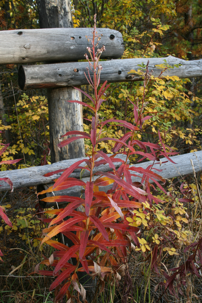 Fireweed in my corral in the Fall