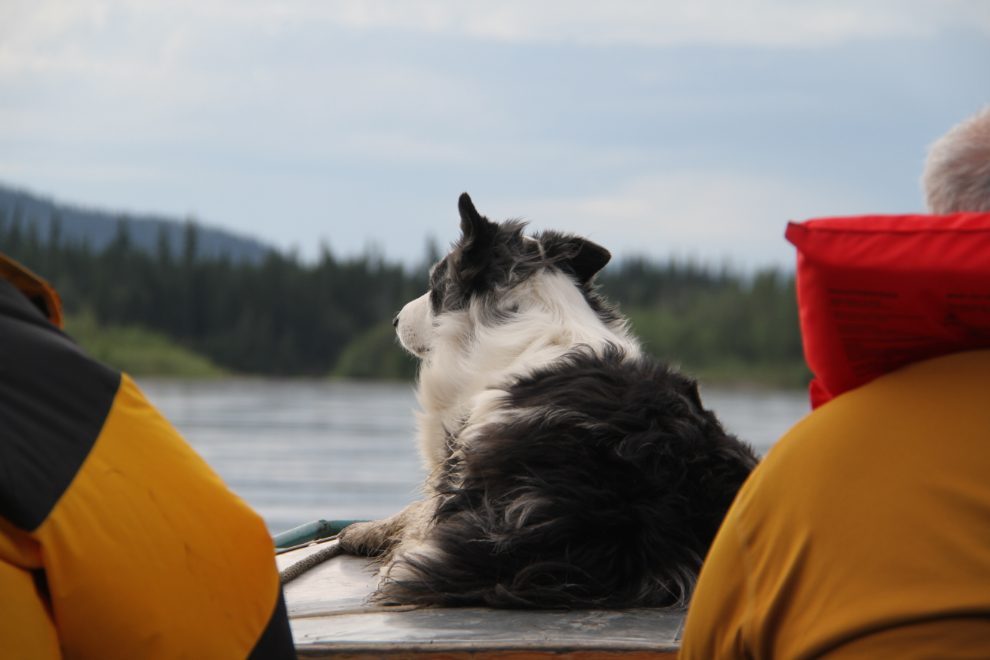 Border collie on the Pelly River boat