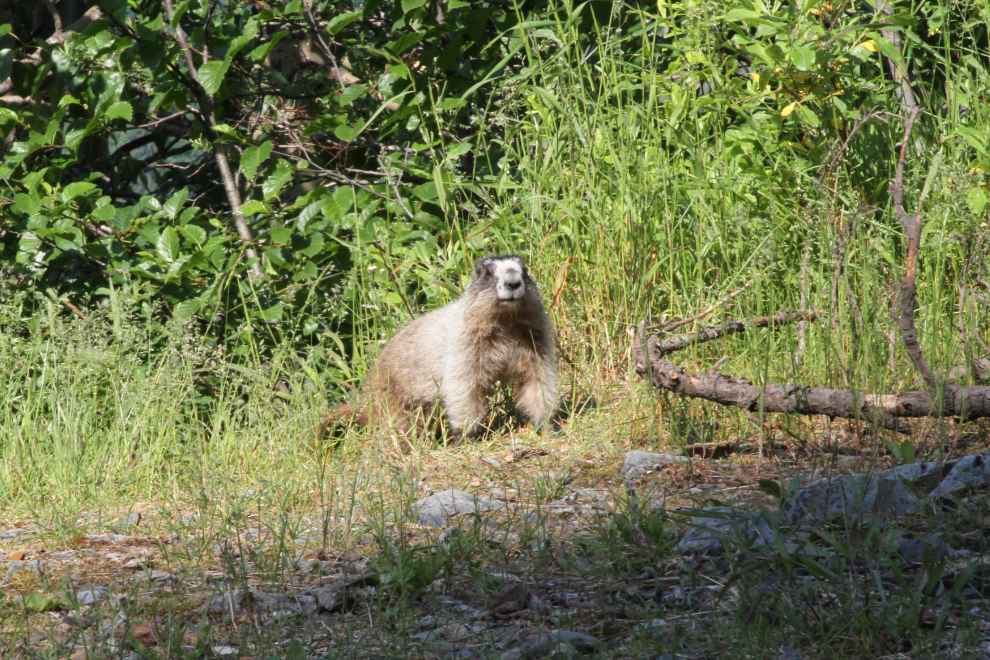 Marmot along the Granduc Road - Stewart, BC