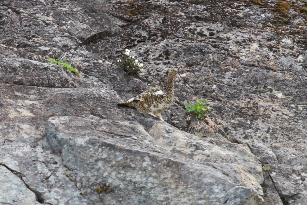 A well-camouflaged ptarmigan along the Granduc Road - Stewart, BC