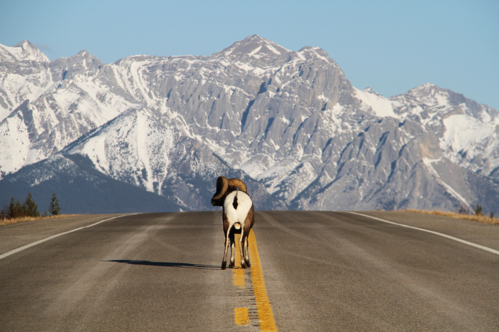 Rocky Mountain Bighorn sheep ram (Ovis canadensis) on Alberta Highway 11