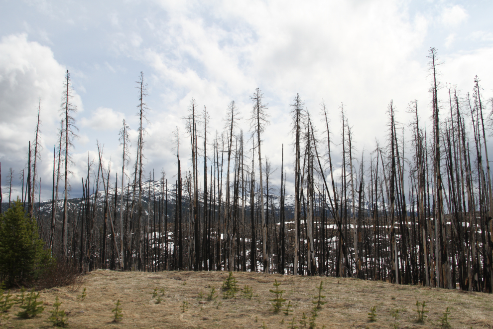 A forest fire burned a large area at the eastern boundary of Tweedsmuir Provincial Park