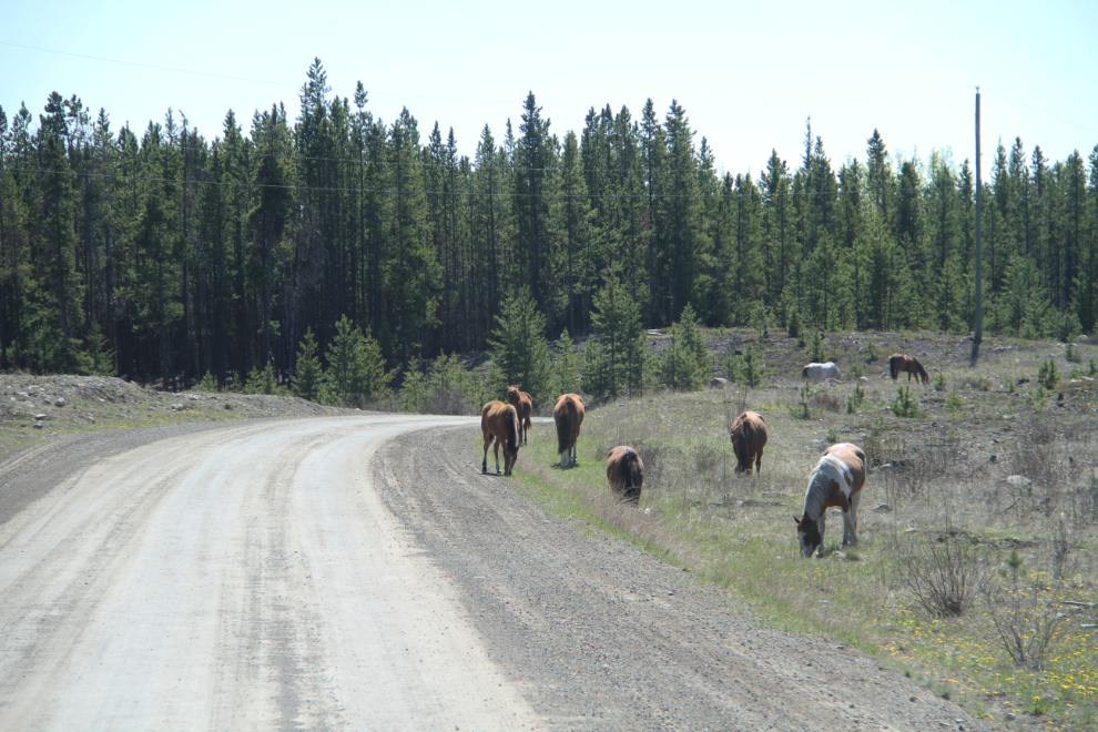 Open grazing horses along BC Highway 20