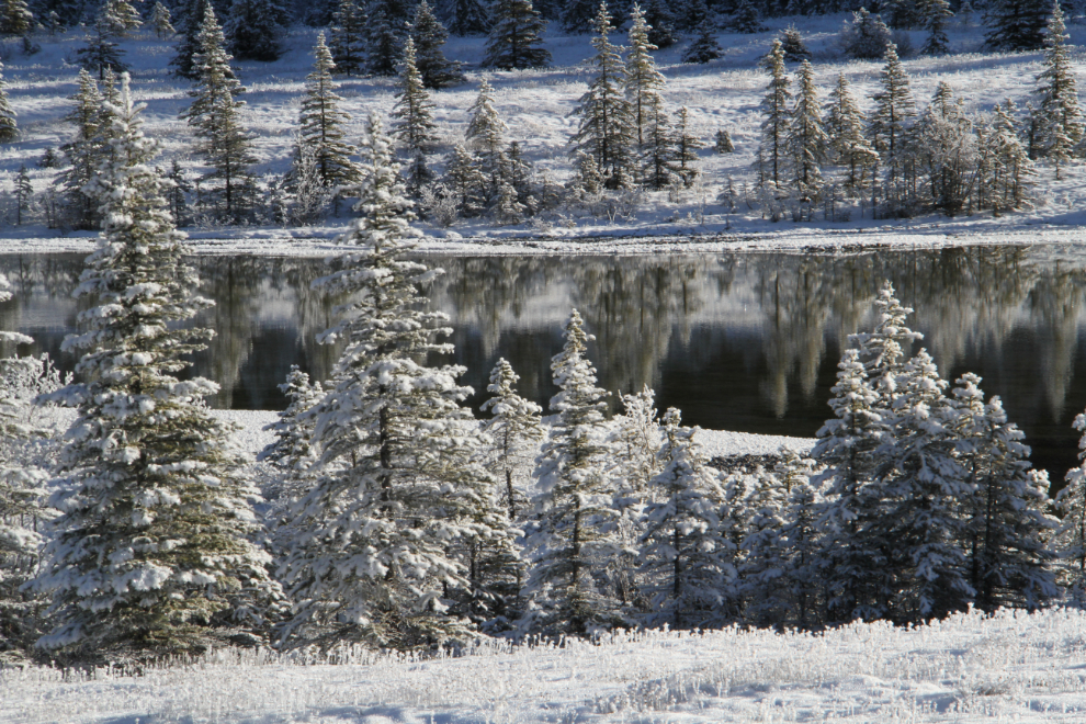 Hoar frost and pond reflections along the Icefields Parkway