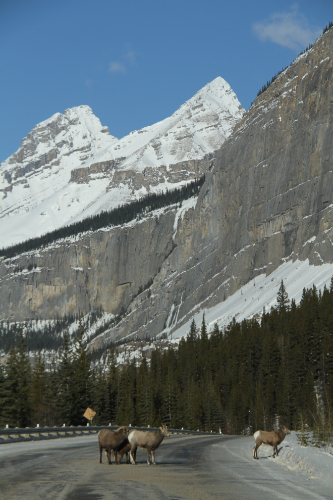 Rocky Mountain sheep on the Icefields Parkway