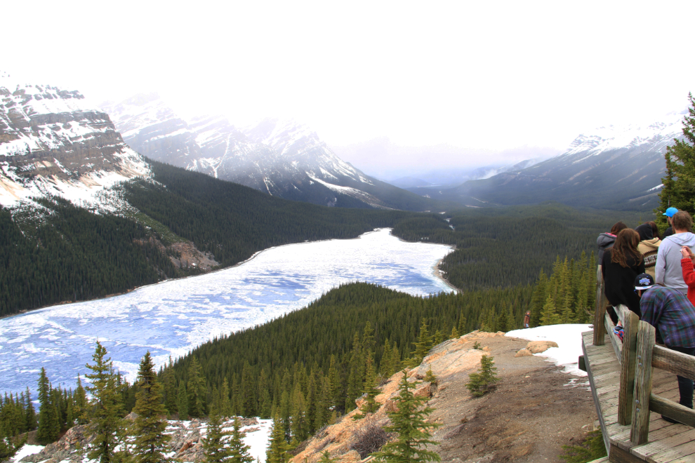 Peyto Lake, on the Icefields Parkway