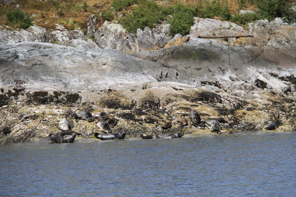 Harbour seals in Jervis Inlet, BC