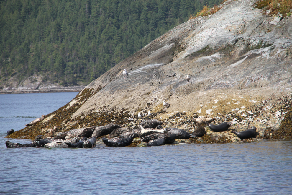 Harbour seals in Jervis Inlet, BC