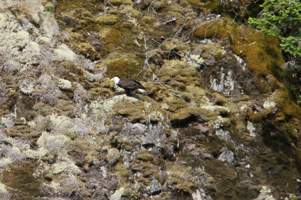 Bald eagle in Jervis Inlet, BC