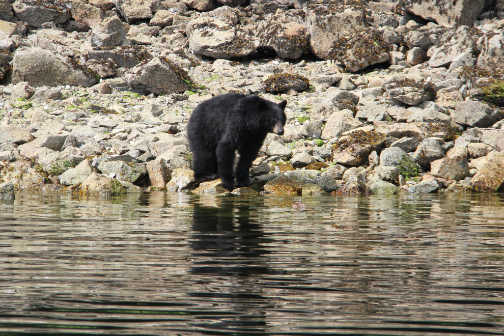 Black bear in Jervis Inlet, BC