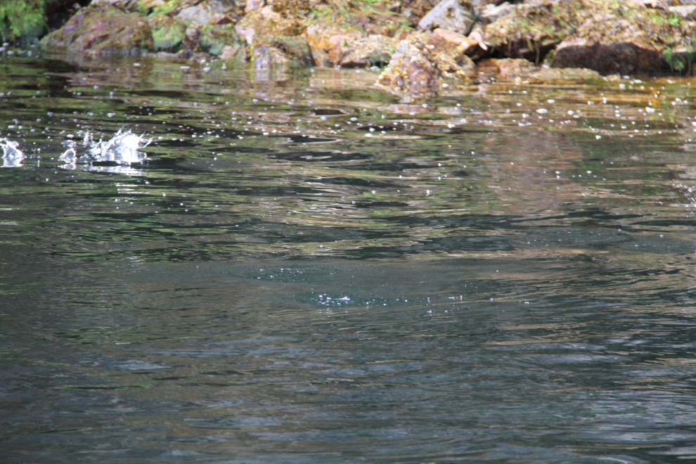 Bait fish jumping in Jervis Inlet, BC