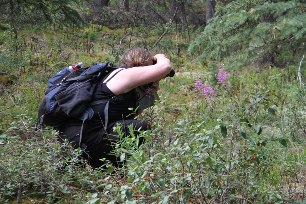 Photographing a bumblebee in fireweed at Fort Selkirk, Yukon