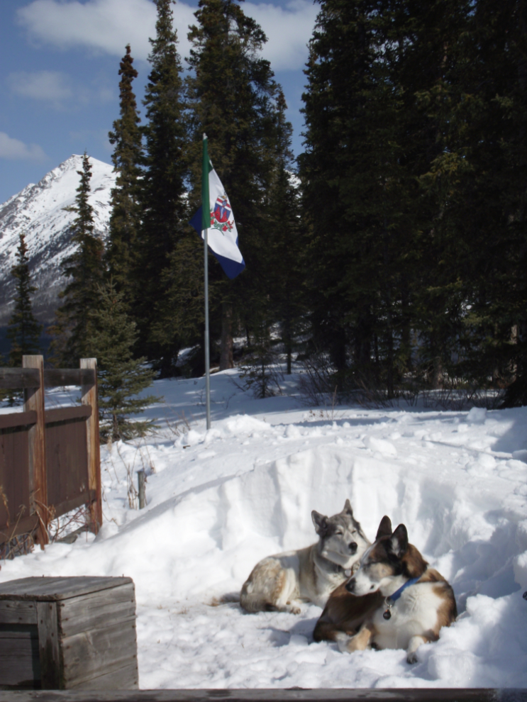 My huskies Kayla and Monty enjoying Spring snow and sun