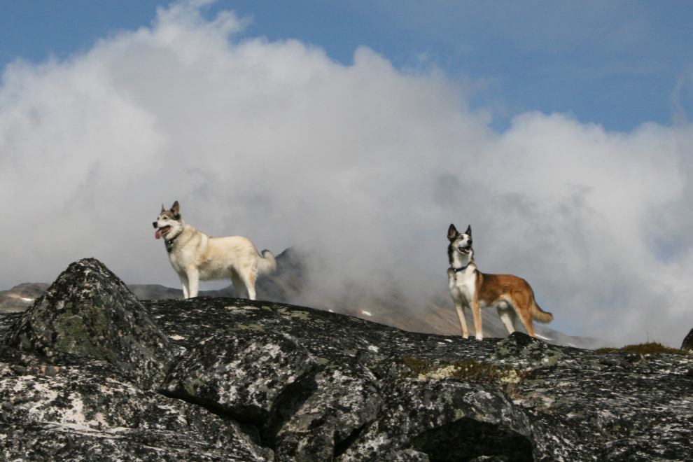 Huskies Kayla and Monty in the White Pass